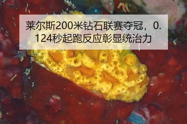 lai-er-si-mi-zuan-shi-lian-sai-duo-guan-miao-qi-pao-fan-ying-zhang-xian-tong-zhi-li-3-240.jpg